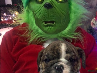 English Bulldog dogs Milk dud - Ad 36