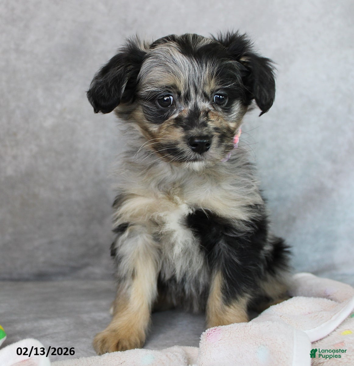 Mini Aussiedoodle dogs Bella   - Ad 1