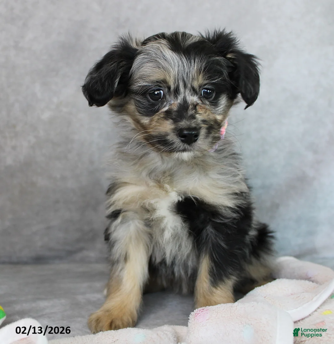 Mini Aussiedoodle dogs for sale: Bella   - Ad 1