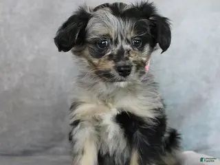 Mini Aussiedoodle dogs Bella - Ad 1