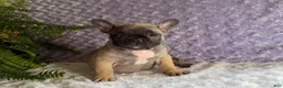 French Bulldog dogs for sale: Cookie - Ad 8