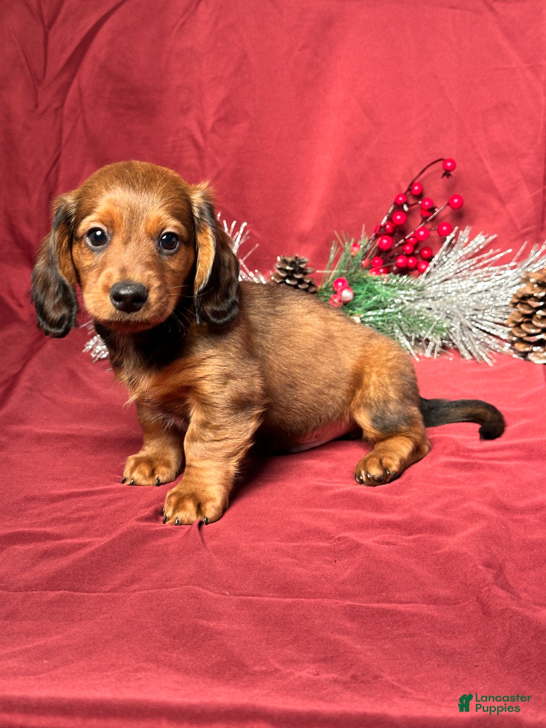 Miniature Dachshund dogs for sale: Jake - Ad 2