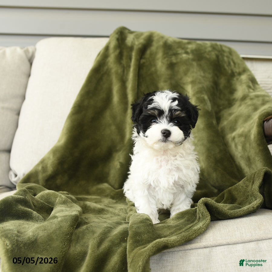 Mixed Breed dogs for sale: Lenard - Ad 1