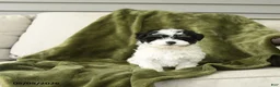 Mixed Breed dogs for sale: Lenard - Ad 1