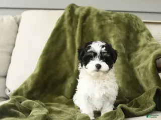 Mixed Breed dogs for sale: Lenard - Ad 1