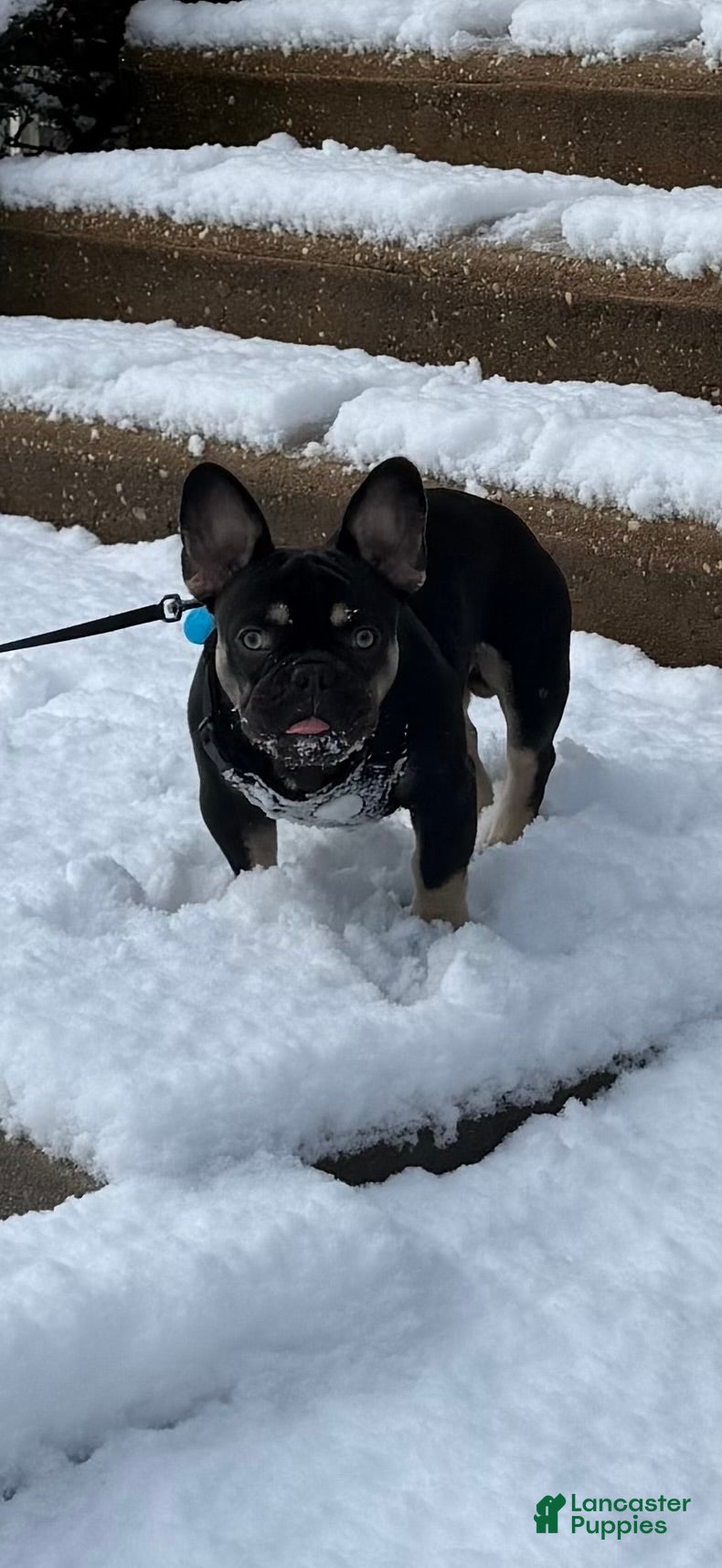 French Bulldog dogs King  - Ad 11