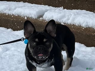 French Bulldog dogs King - Ad 8