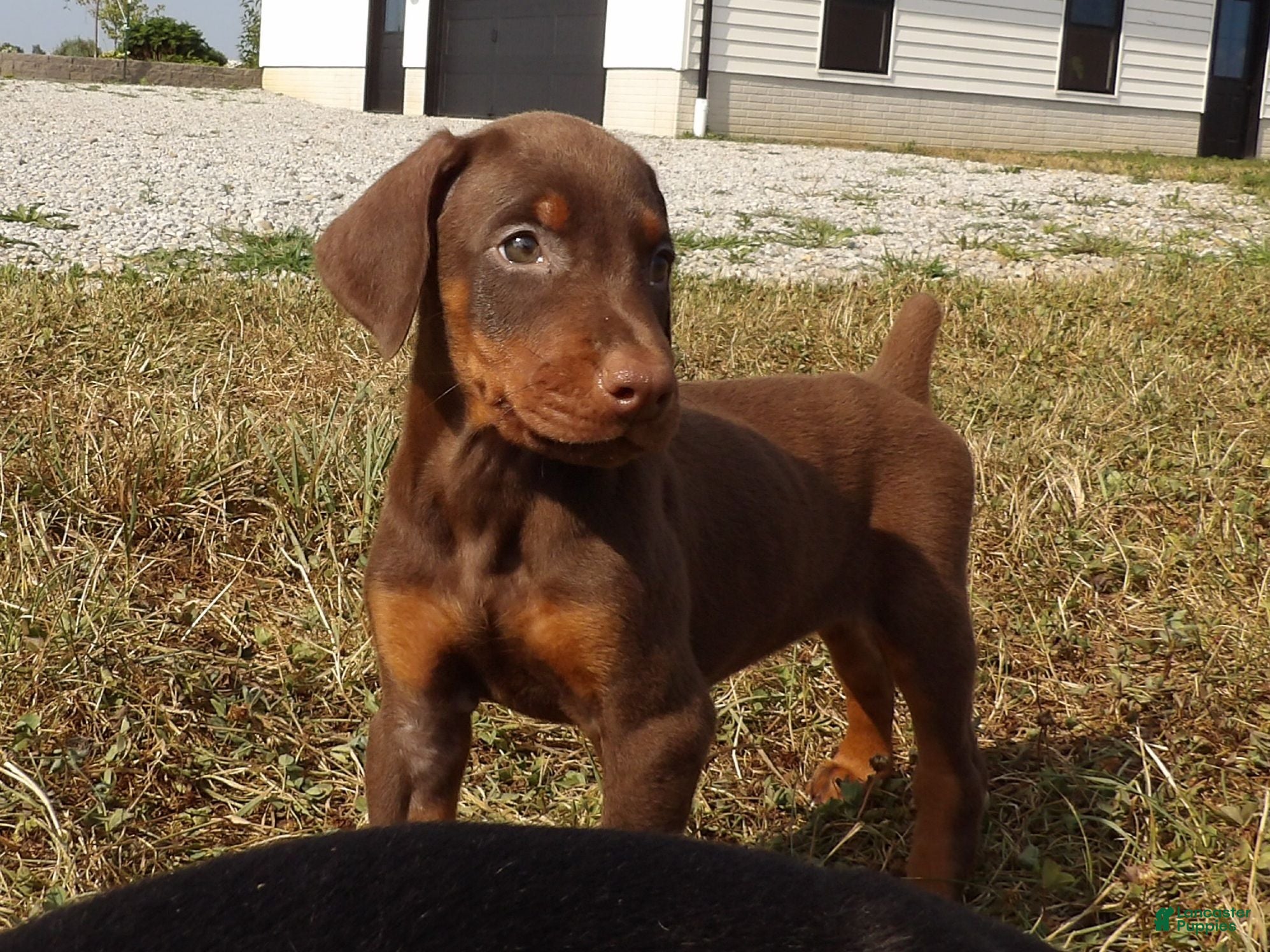 Doberman Pinscher dogs for sale: Mia - Ad 3