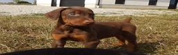 Doberman Pinscher dogs for sale: Mia - Ad 1