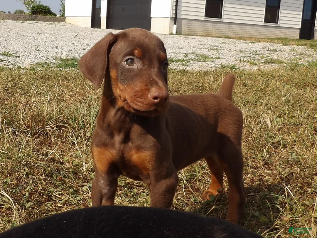 Doberman Pinscher dogs for sale: Mia - Ad 1