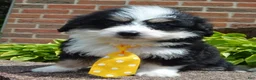 Mini Bernedoodle dogs for sale: Mini Bruno - Ad 9