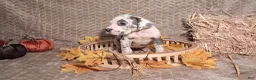 Great Dane dogs for sale: Great Dane 1 - Ad 3