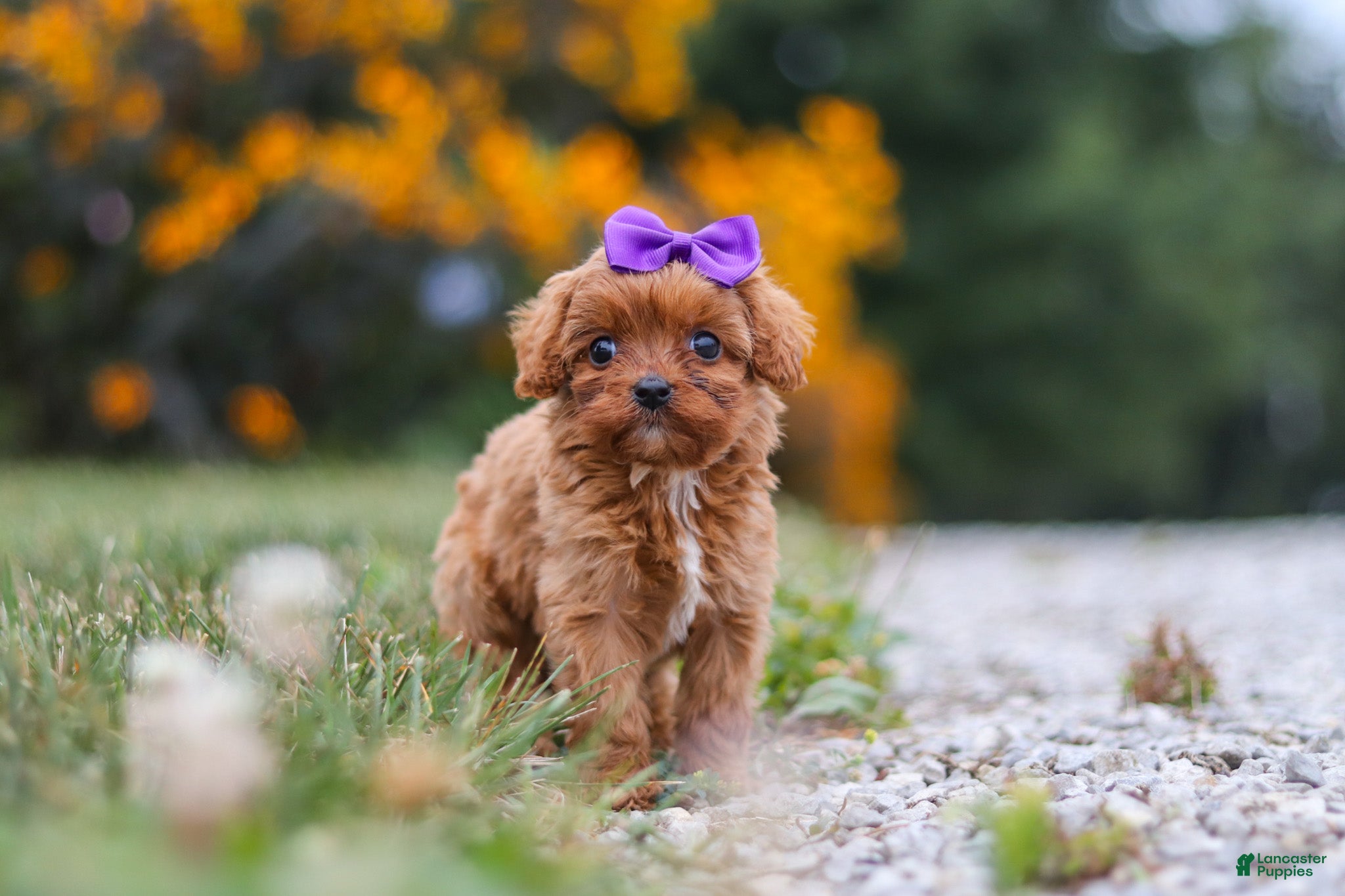 Cavapoo dogs Lilac - Ad 2