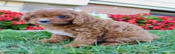 Cavapoo dogs for sale: Parker - Ad 13
