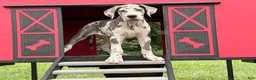 Great Dane dogs for sale: Petunia Great Dane  - Ad 5
