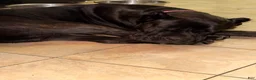 Cane Corso dogs for sale: Zinnia  - Ad 8