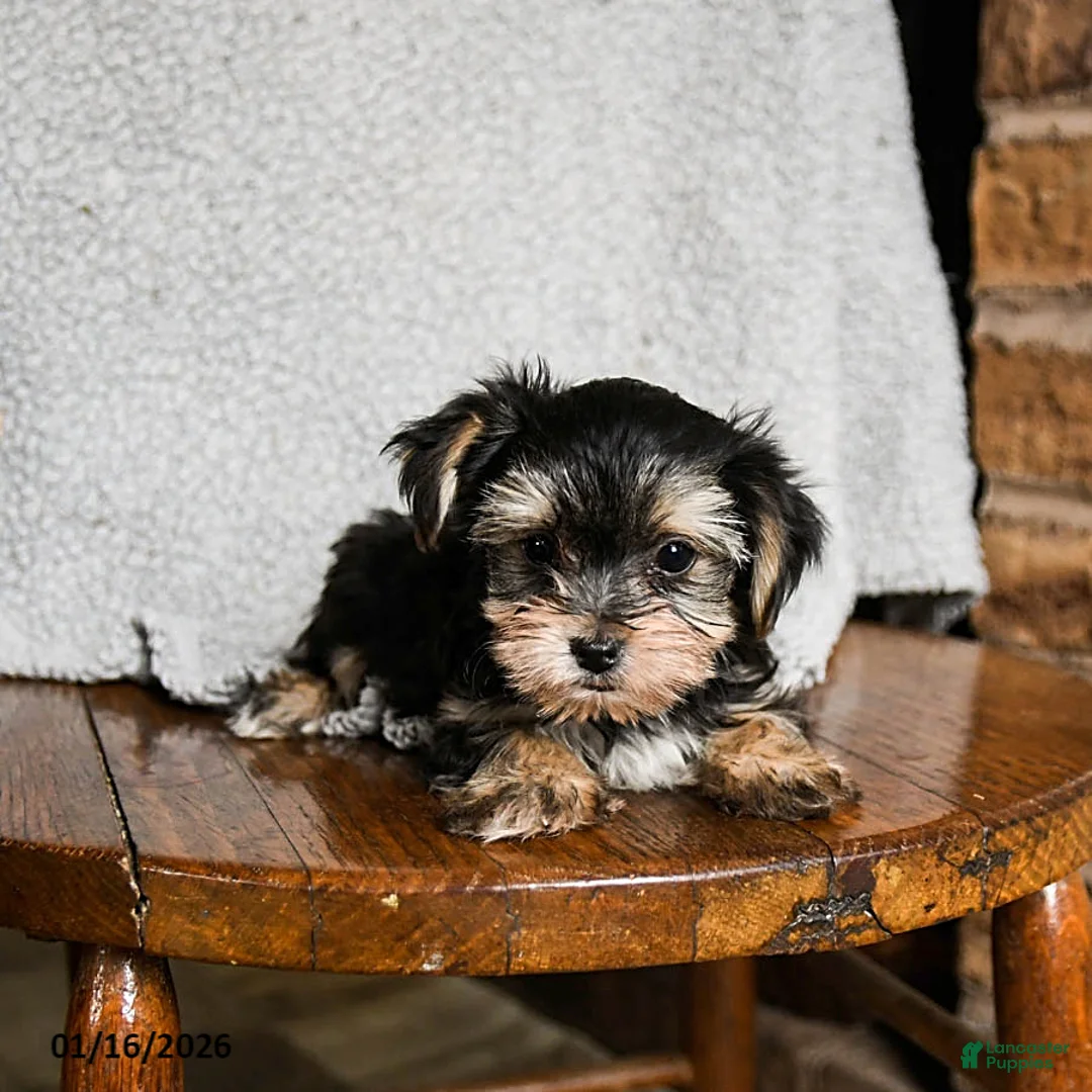 Morkie dogs for sale: Mr. Bill - Ad 10