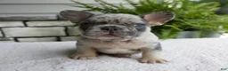 French Bulldog dogs for sale: Nolan - Ad 1