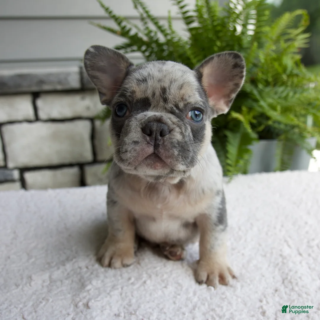 French Bulldog dogs for sale: Nolan - Ad 1