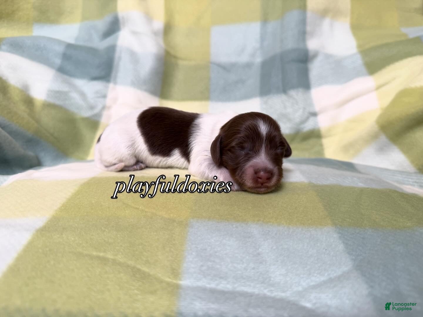 Miniature Dachshund dogs AKC Chocolate Piebald Female Long Haired Miniature Dachshund Puppy - Ad 1