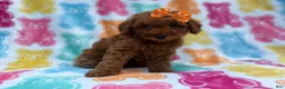 Cavapoo dogs for sale: Ansley - Ad 8