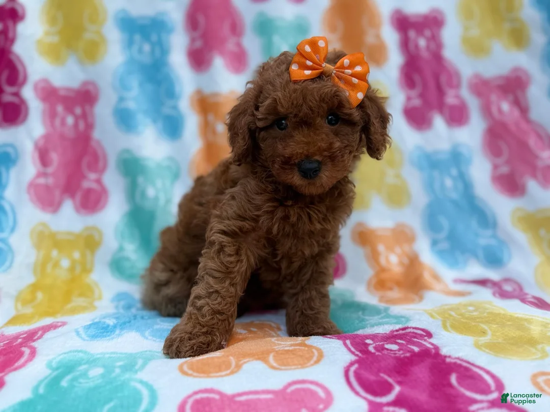 Cavapoo dogs for sale: Ansley - Ad 8