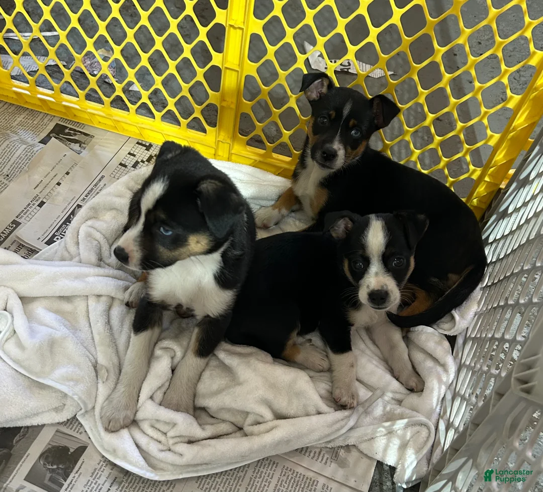 Mixed Breed dogs for sale: Mixed Breed Puppy 1 - Ad 9