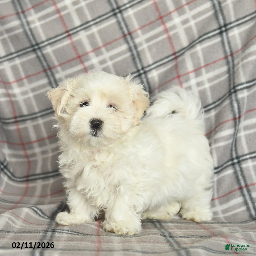 Maltese dogs Riley - Ad 2
