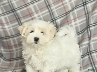 Maltese dogs Riley - Ad 2