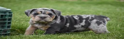 Beabull dogs for sale: Athena  - Ad 7