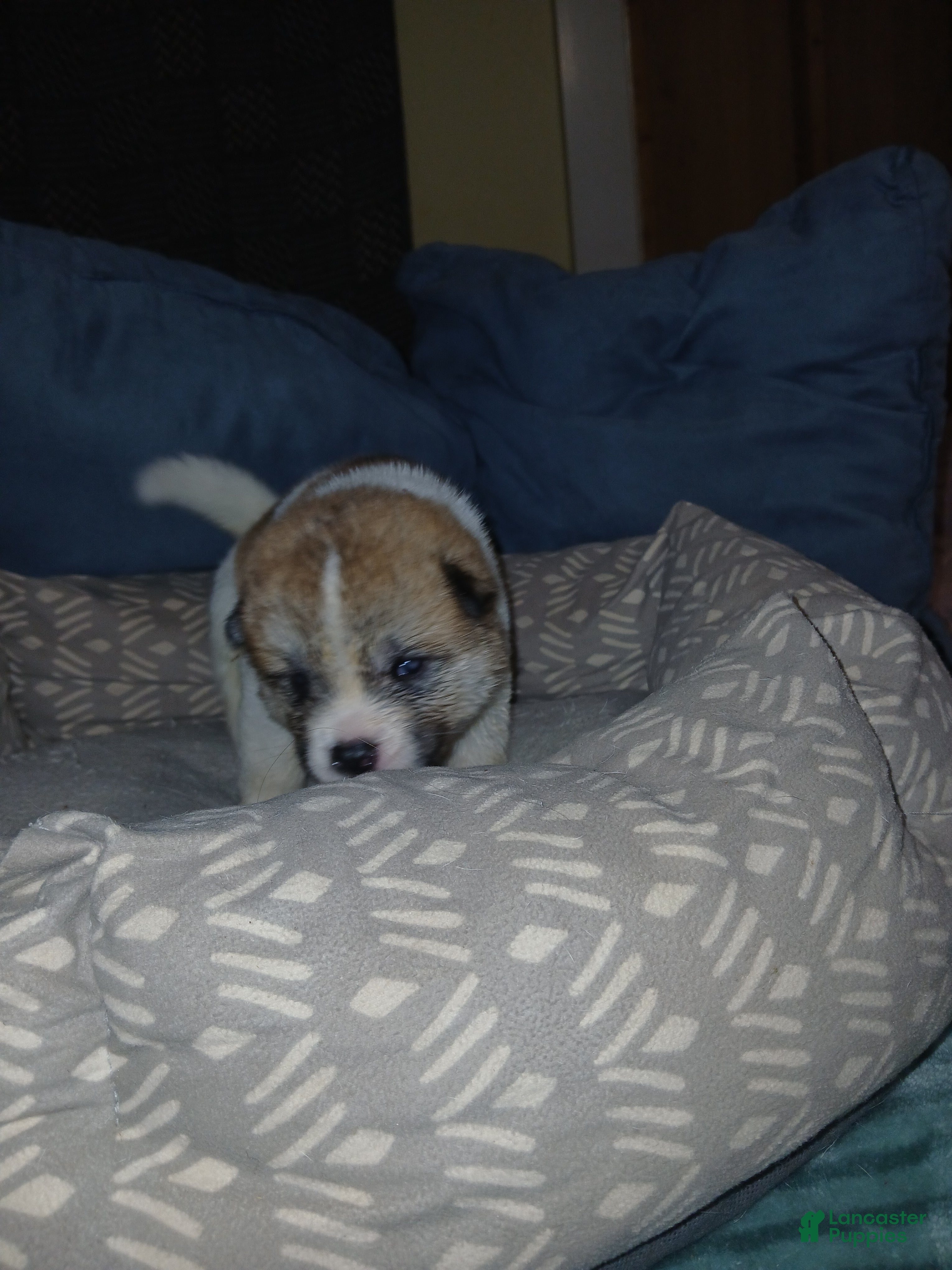 Akita dogs Aspen - Ad 1