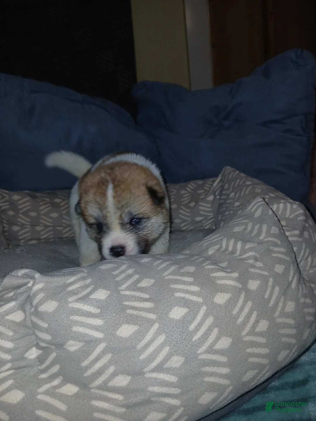 Akita dogs for sale: Aspen - Ad 1