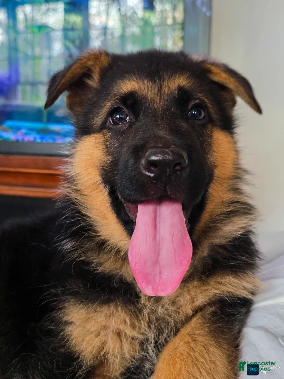 German Shepherd dogs for sale: German Shepherd Puppy 4 - Ad 2