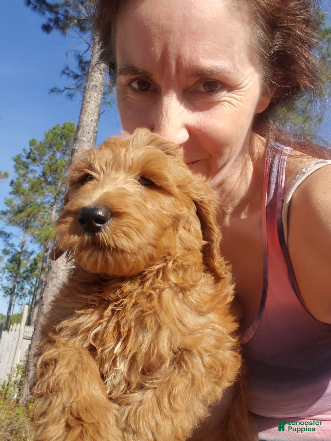 Goldendoodle dogs for sale: Finn - Ad 4