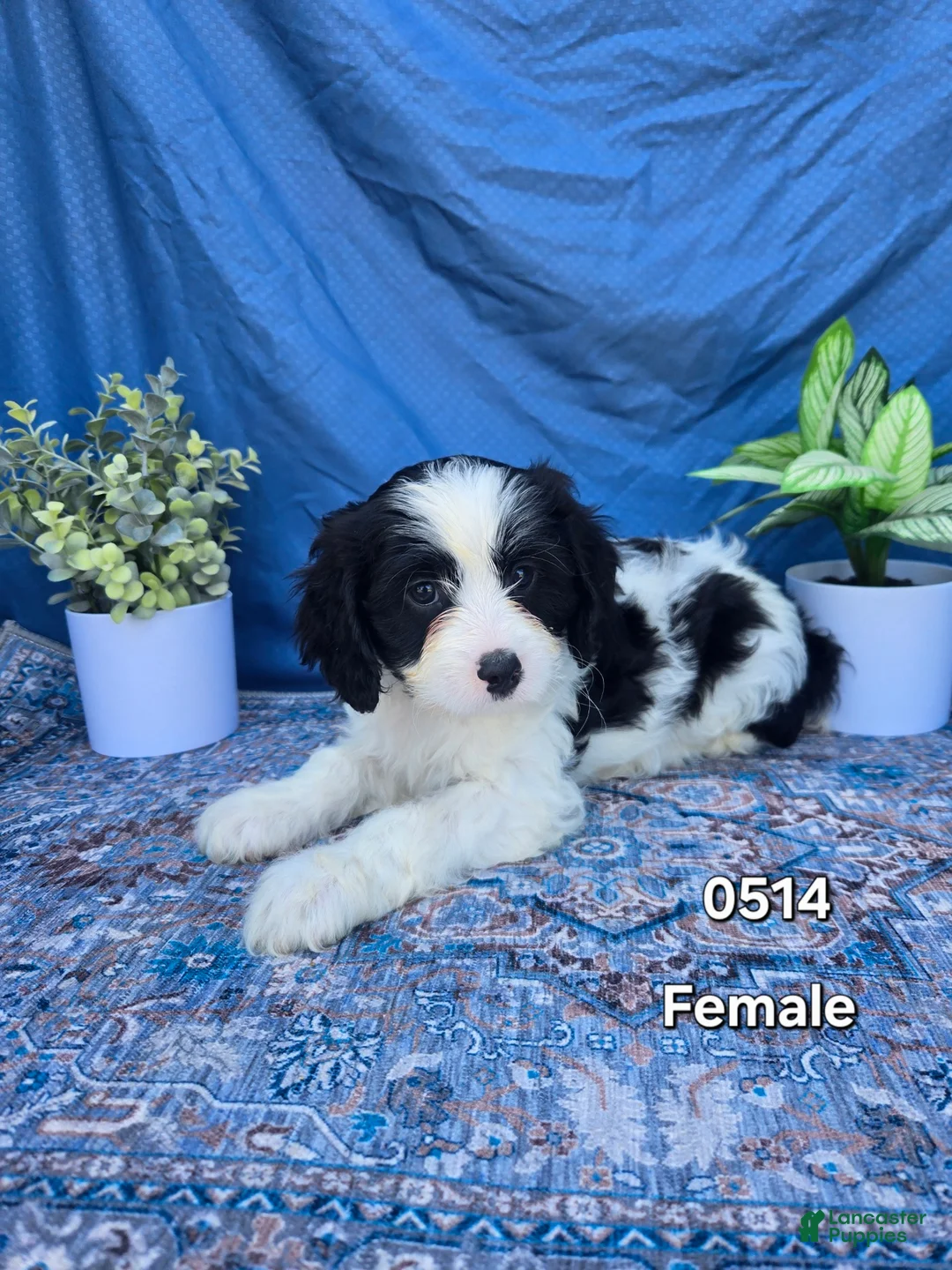 Mini Goldendoodle dogs for sale: Mini Goldendoodle Puppy 5 - Ad 7