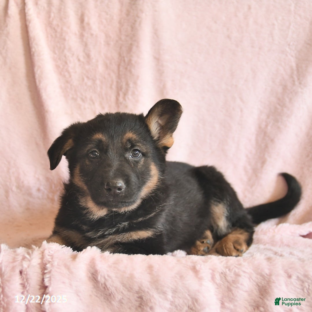 German Shepherd dogs for sale: Boston  - Ad 3