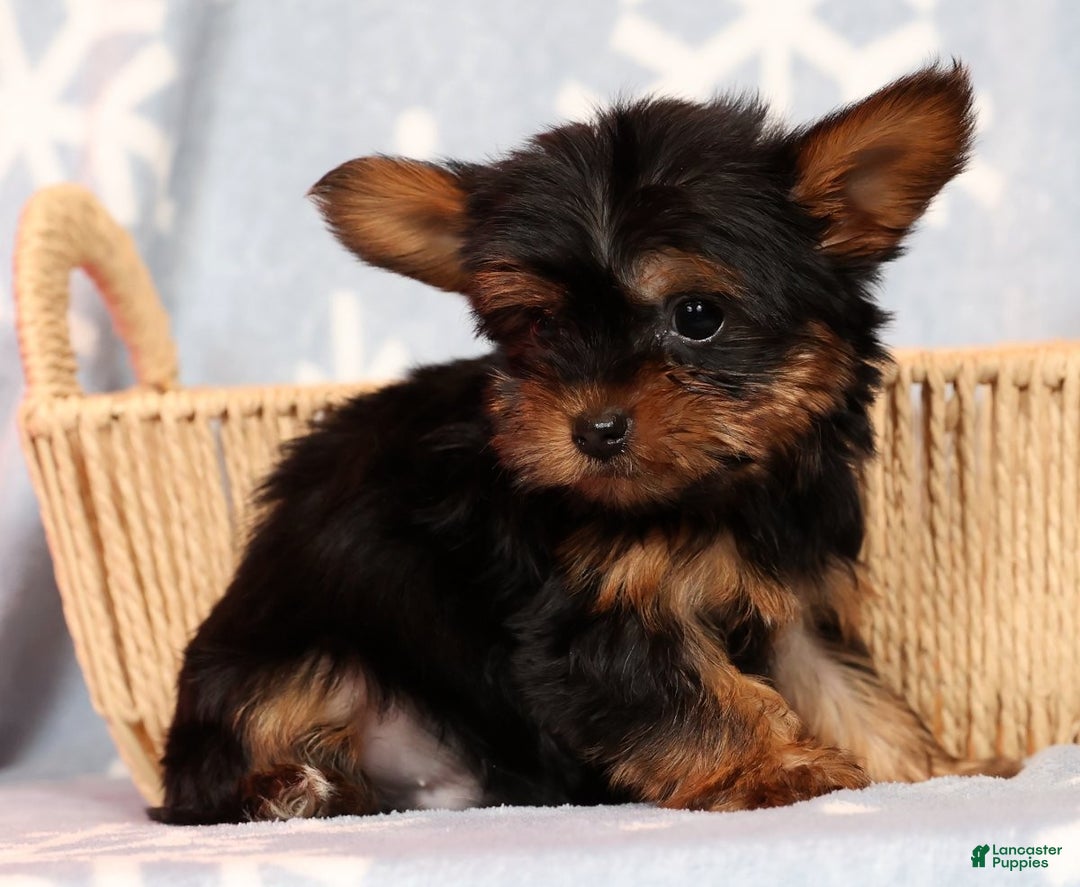 Yorkshire Terrier dogs for sale: Frisky - Ad 7