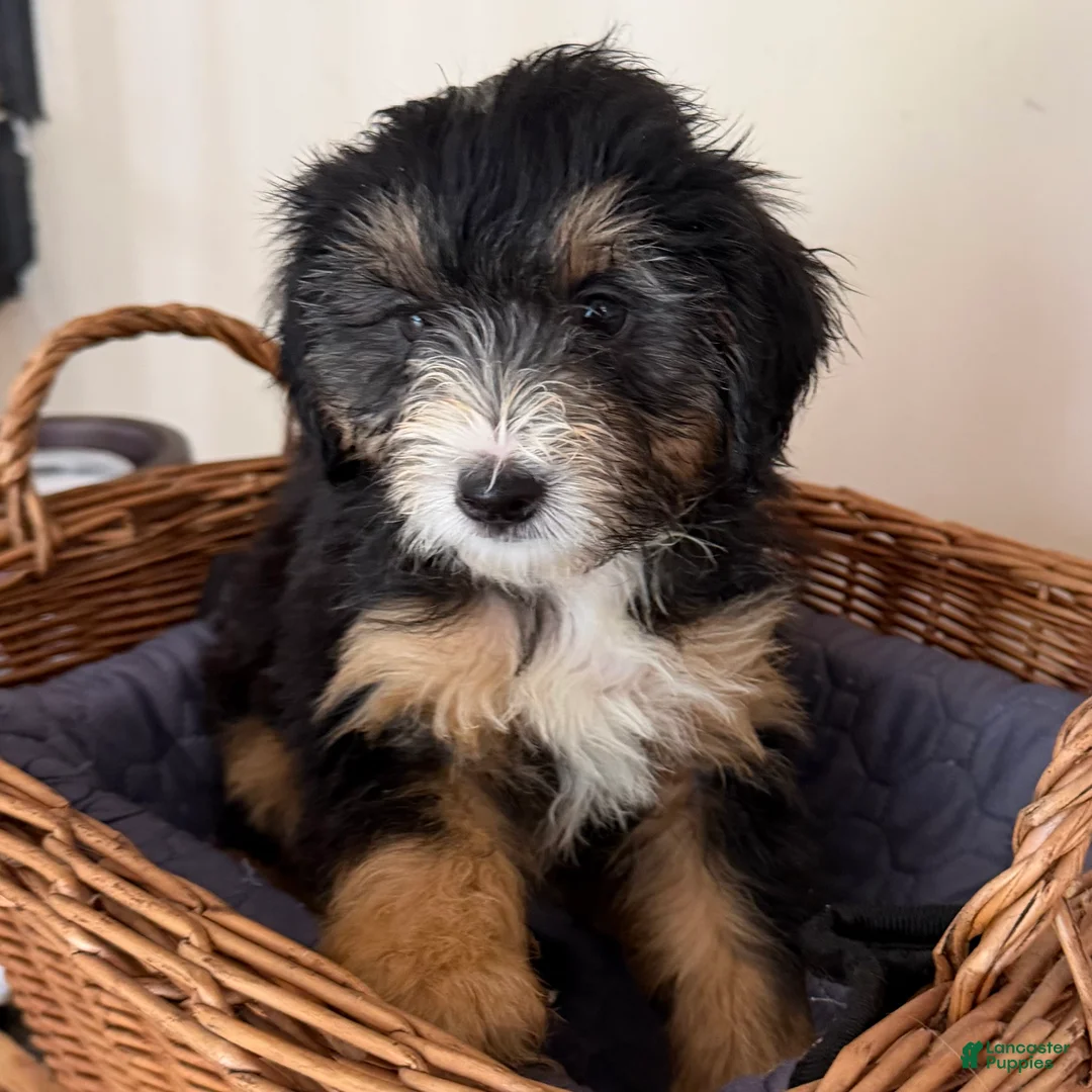 Mini Goldendoodle dogs for sale: LUCY - Ad 1