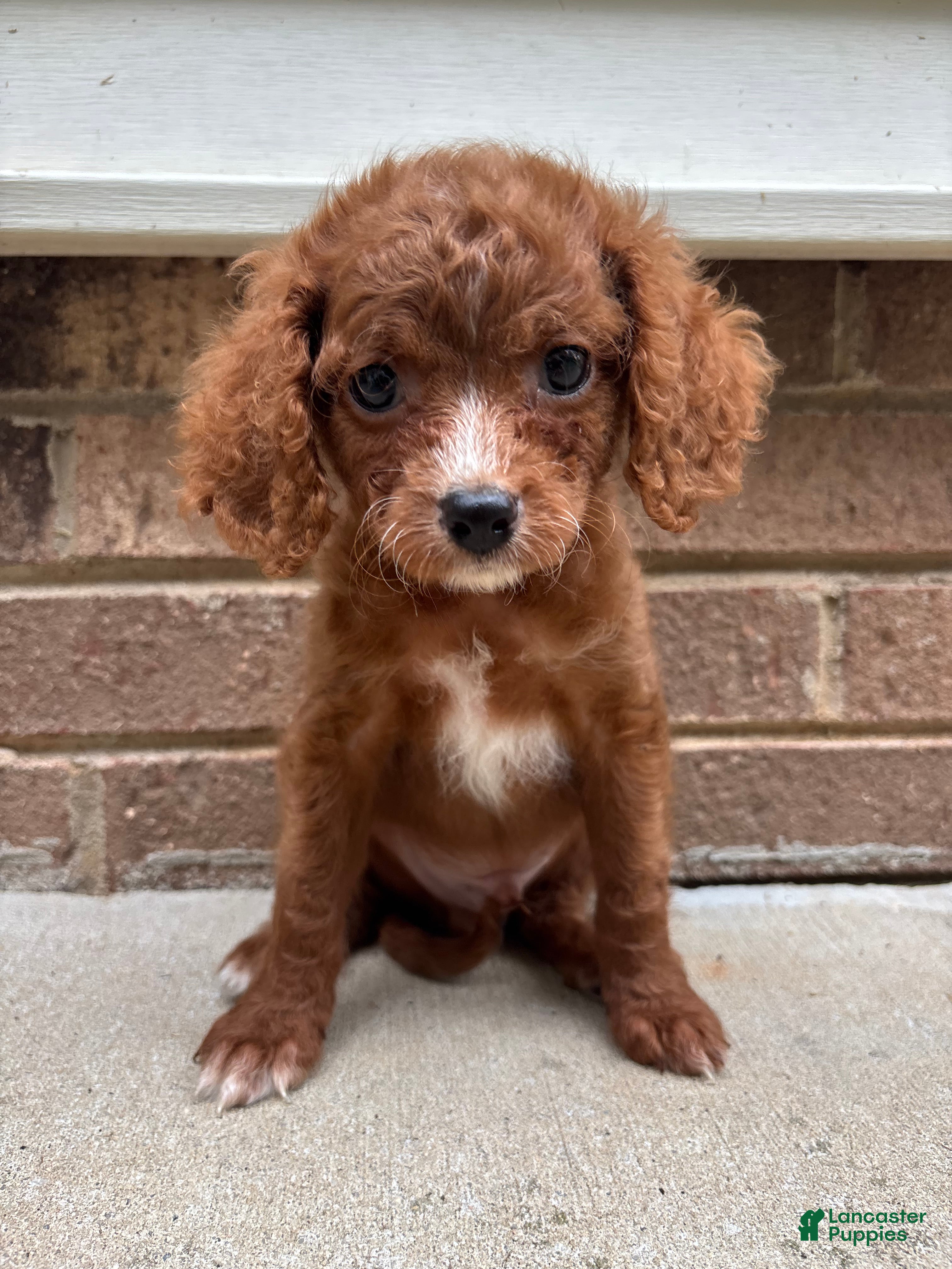 Cavapoo dogs Red - Ad 1