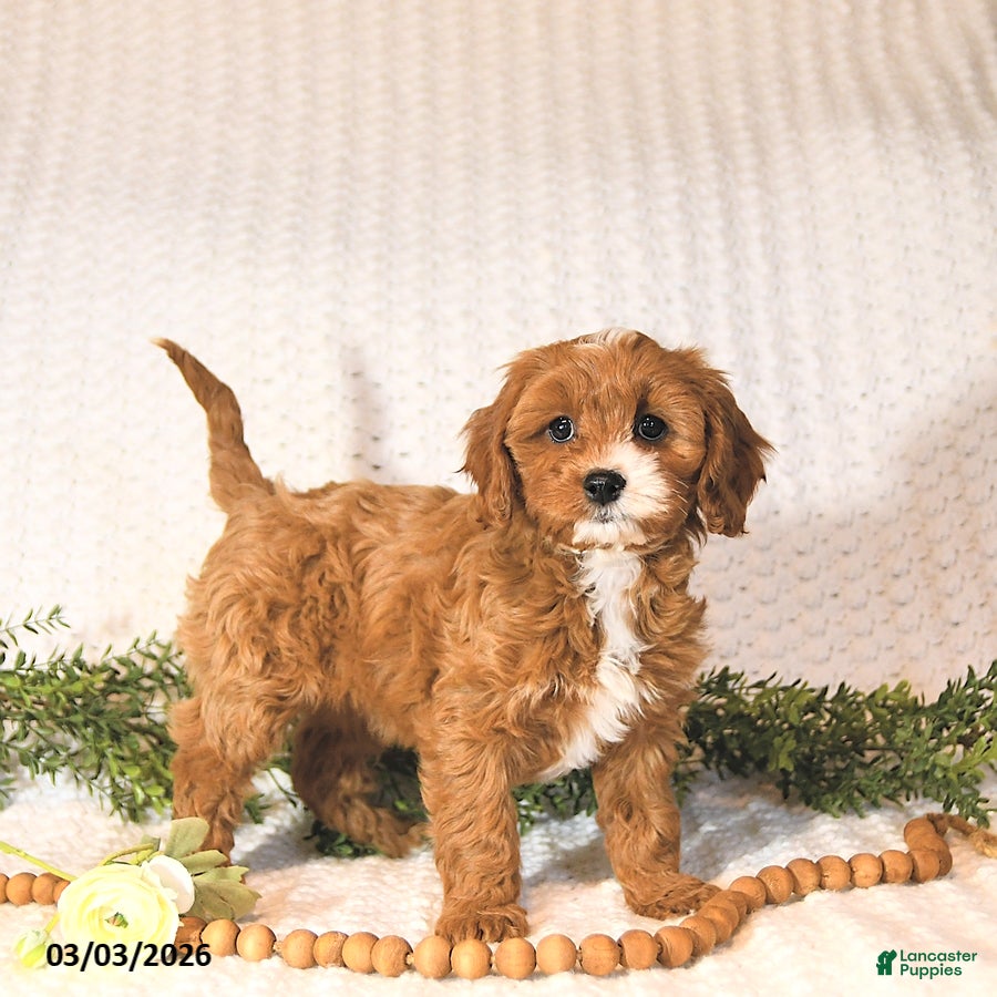 Cavapoo dogs Rita EXTRA SMALL - Ad 2