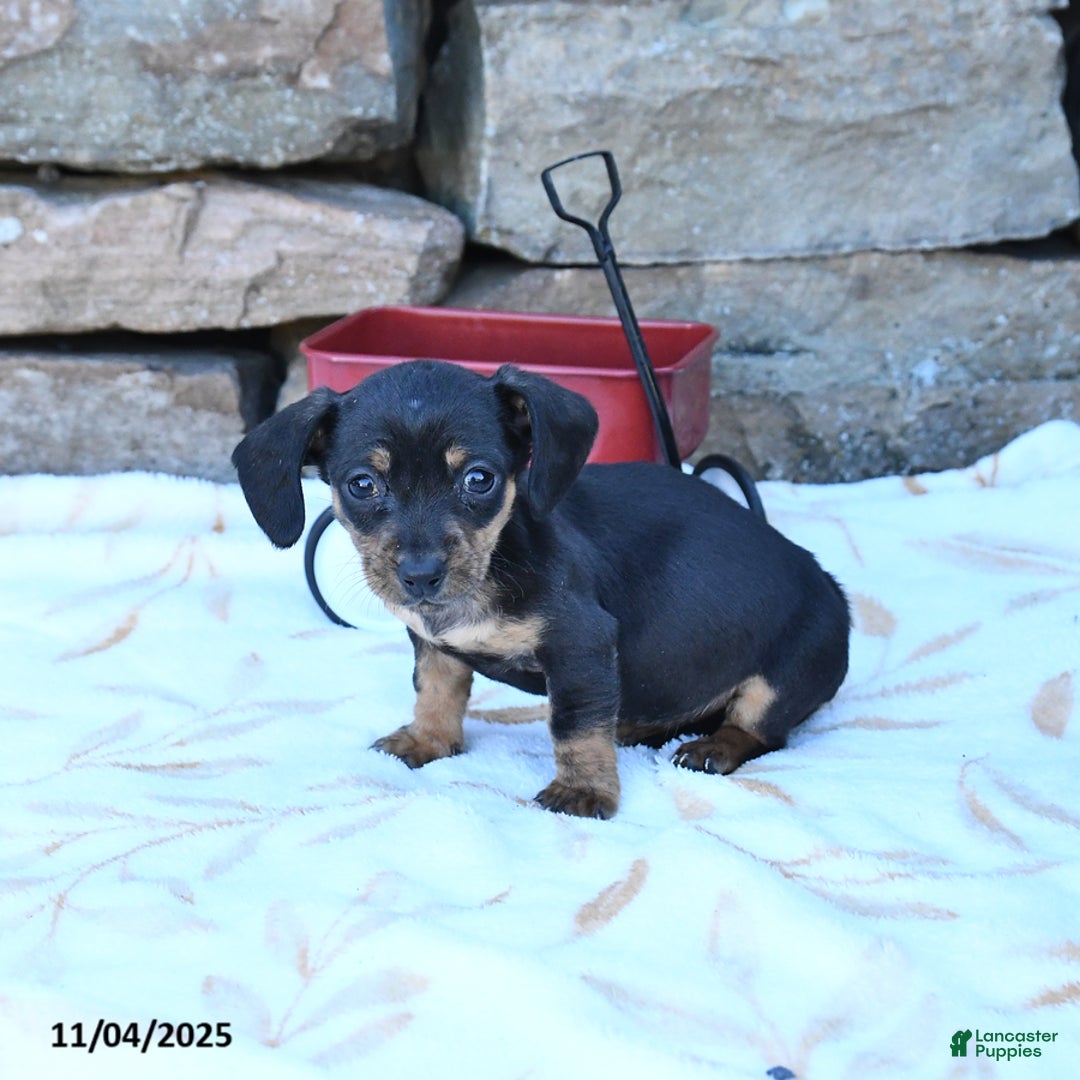 Miniature Dachshund dogs for sale: Xina - Ad 2