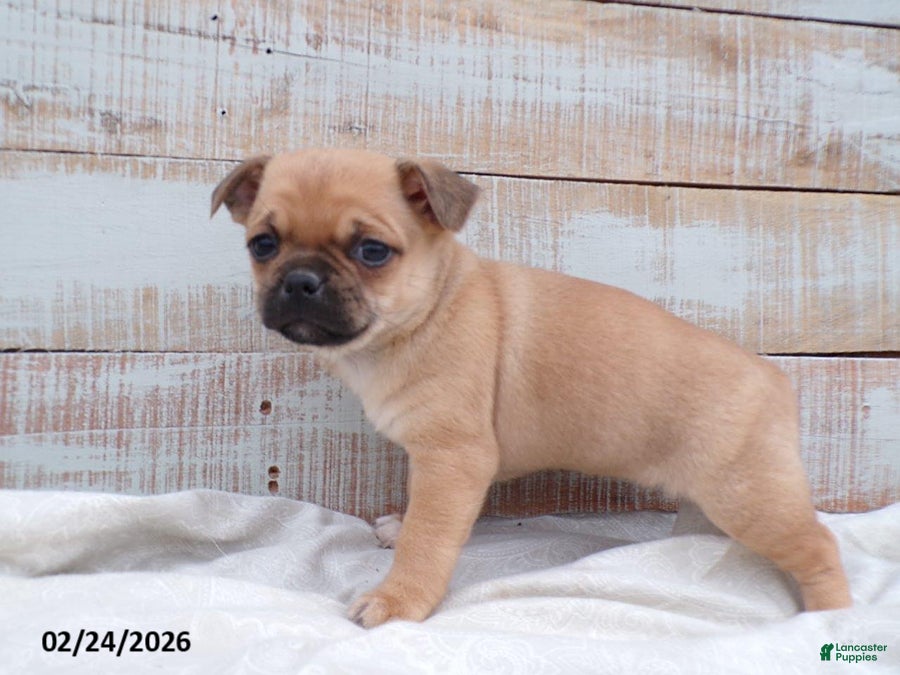 Mixed Breed dogs Bluebell - Ad 1