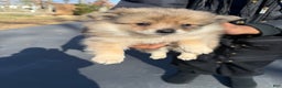 Pomeranian dogs for sale: Pomeranian Puppy 5 - Ad 2