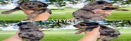 Mini Aussiedoodle dogs for sale: Stryker - Micro Mini F1b - Ad 2