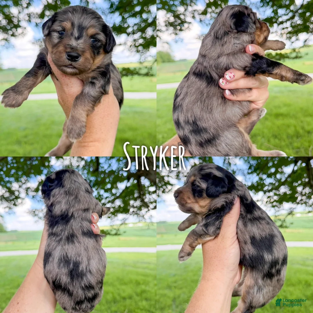 Mini Aussiedoodle dogs for sale: Stryker - Micro Mini F1b - Ad 2