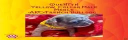 French Bulldog dogs for sale: Quentyn “Yellow” Collar, Male - Ad 12