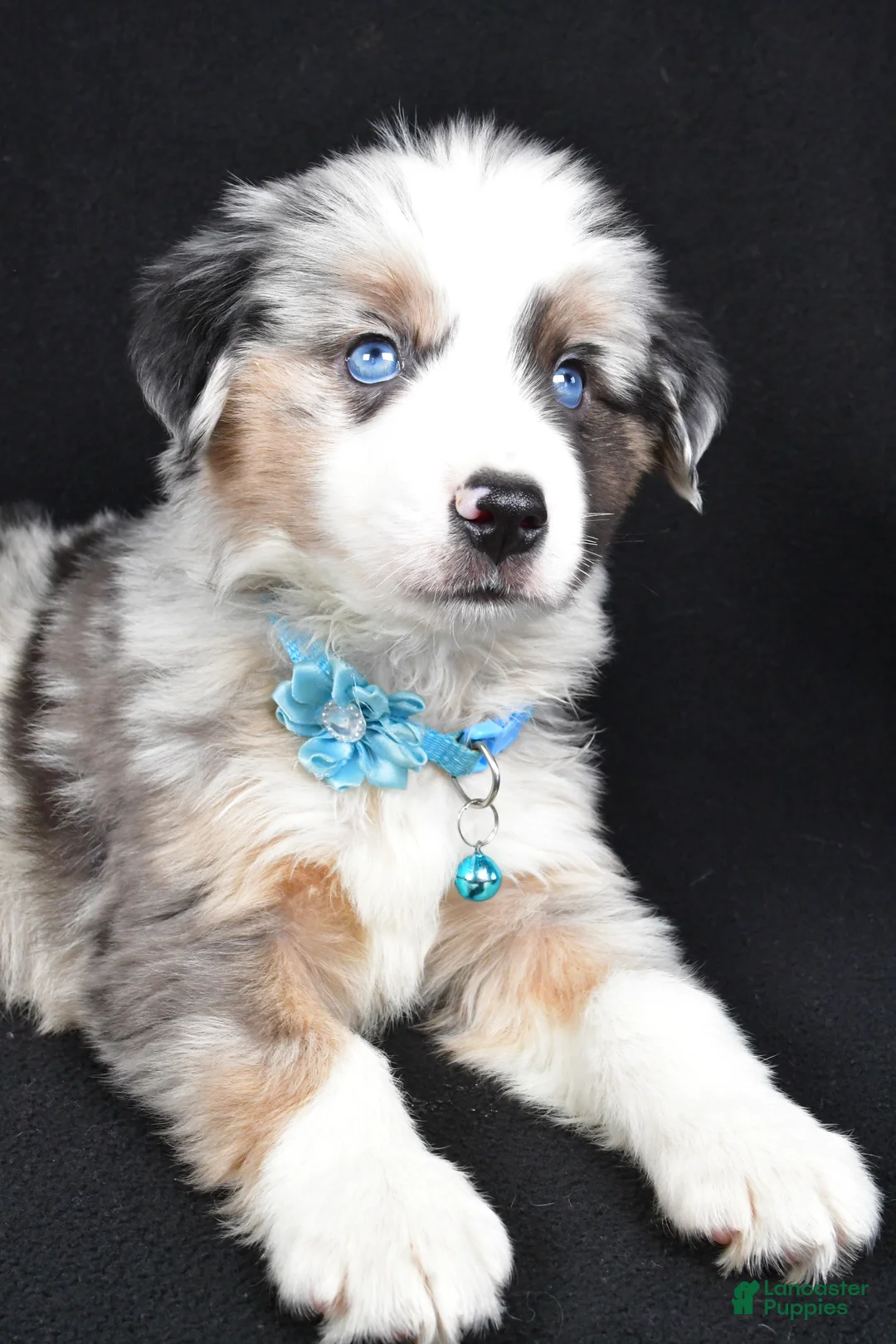 Miniature Australian Shepherd dogs for sale: Oscar - Ad 3