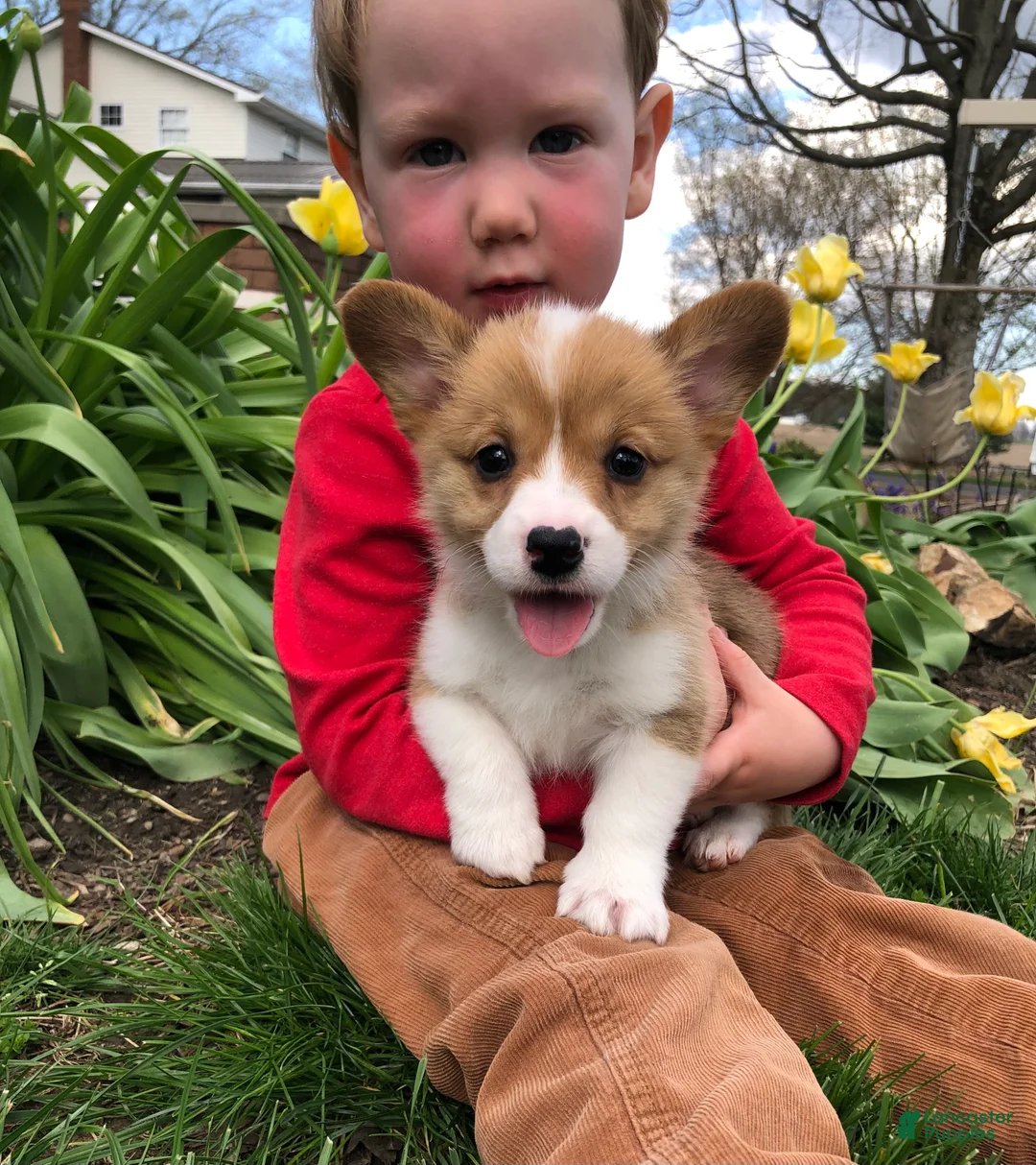 Welsh Corgi Pembroke dogs for sale: Molly - Ad 1