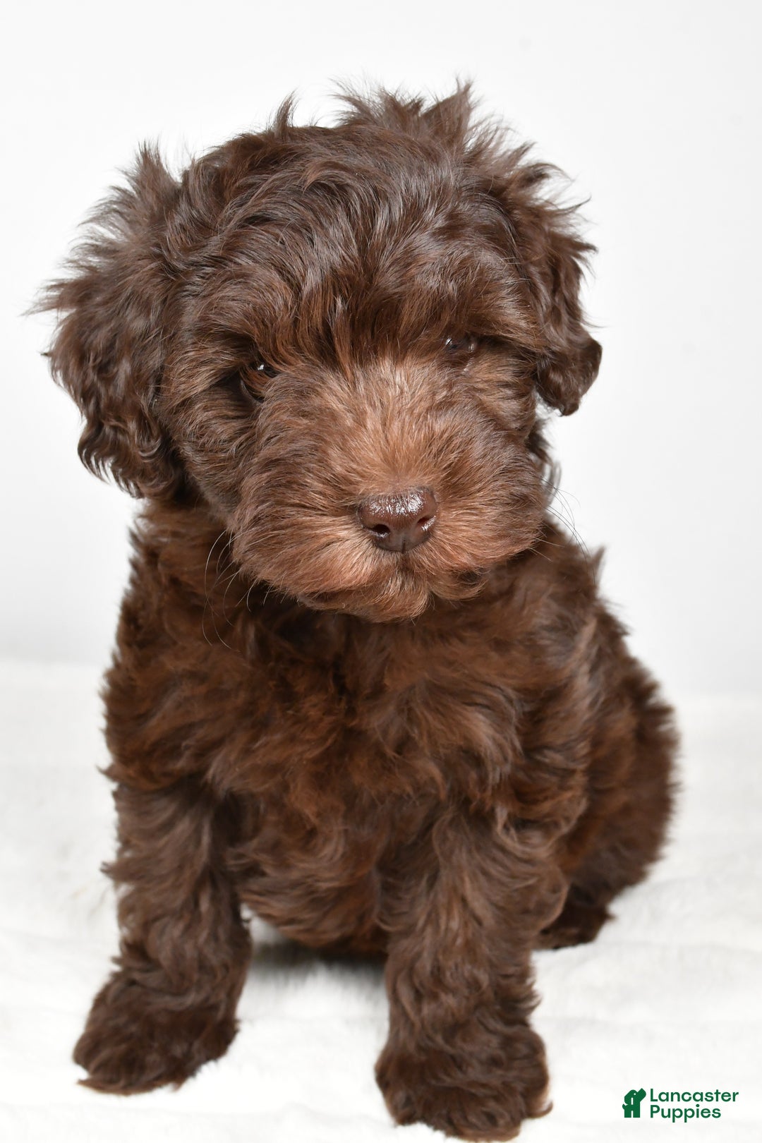 Mixed Breed dogs for sale: Holly - Ad 9