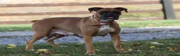 Boxer dogs for sale: Lacy - Ad 16